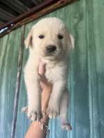 Puppy, a male Great Pyrenees and Labrador Retriever for sale in Blum, TX – 3 of 6