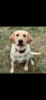 Puppy, a male Great Pyrenees and Labrador Retriever for sale in Blum, TX – 5 of 6