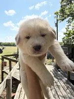 Puppy, a male Great Pyrenees and Labrador Retriever for sale in Blum, TX – 1 of 6