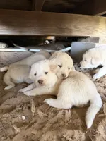 Puppy, a male Great Pyrenees and Labrador Retriever for sale in Blum, TX – 4 of 6