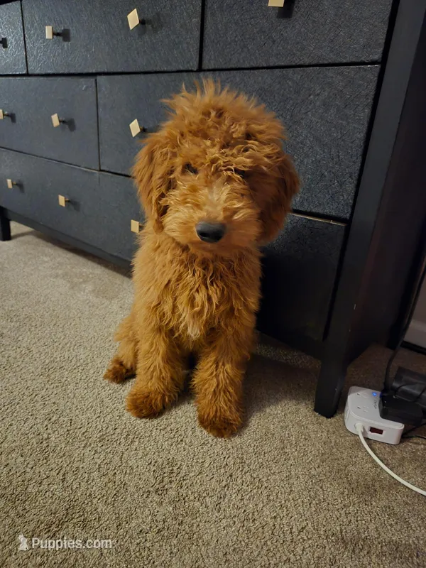 Copper  – Goldendoodle puppy for sale in Charlotte, NC