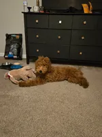 Copper , a male Goldendoodle for sale in Charlotte, NC – Photo 2 of 2