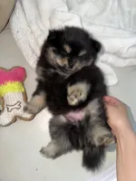 Teddy 🧸, a male Pomeranian for sale in Miami, FL – Photo 1 of 10