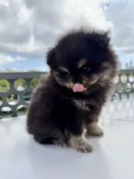 Teddy 🧸, a male Pomeranian for sale in Miami, FL – Photo 9 of 10
