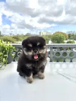 Teddy 🧸, a male Pomeranian for sale in Miami, FL – Photo 10 of 10