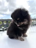 Teddy 🧸, a male Pomeranian for sale in Miami, FL – Photo 8 of 10