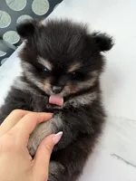 Teddy 🧸, a male Pomeranian for sale in Miami, FL – Photo 3 of 10