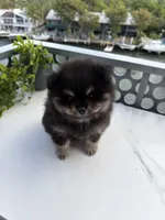 Teddy 🧸, a male Pomeranian for sale in Miami, FL – Photo 7 of 10