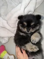 Teddy 🧸, a male Pomeranian for sale in Miami, FL – Photo 4 of 10