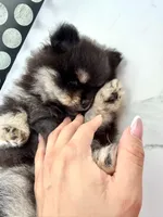 Teddy 🧸, a male Pomeranian for sale in Miami, FL – Photo 2 of 10