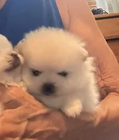 Kristy/AKC, a female Pomeranian for sale in Oakland, NE – 5 of 10