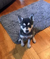 Mica, a female Alaskan Klee Kai for sale in Oakland, NE – 7 of 10