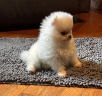 Pima, a male Pomeranian for sale in Oakland, NE – 4 of 7