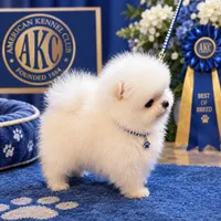 Frosty/AKC/mini, a male Pomeranian for sale in Oakland, NE – 10 of 10