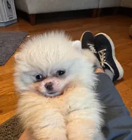 Pima, a male Pomeranian for sale in Oakland, NE – 6 of 7