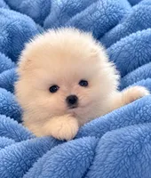 Frosty/AKC/mini, a male Pomeranian for sale in Oakland, NE – 8 of 10