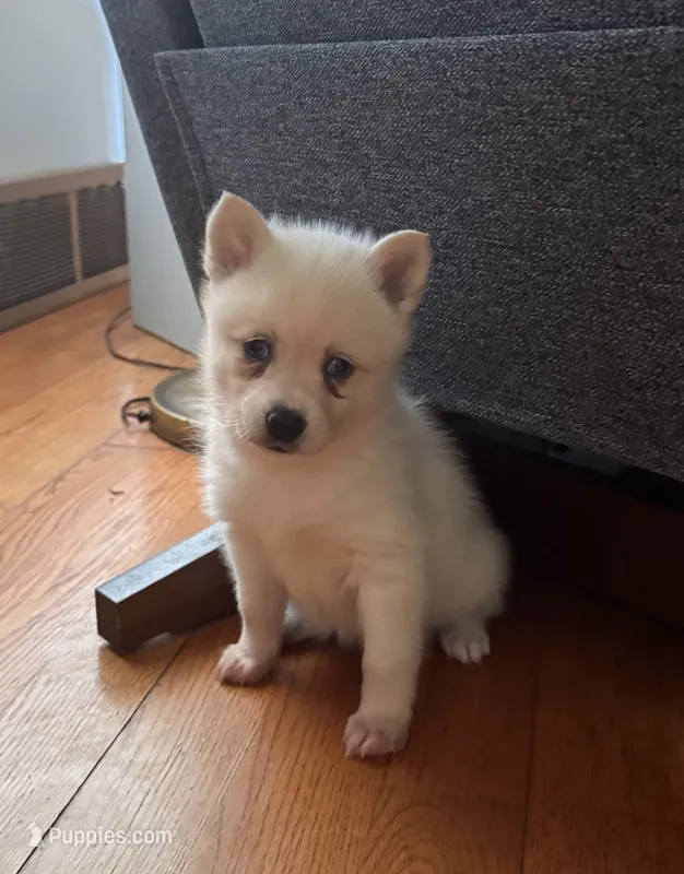 Krissy – Alaskan Klee Kai puppy for sale in Oakland, NE