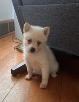 Krissy, a female Alaskan Klee Kai for sale in Oakland, NE – 3 of 10