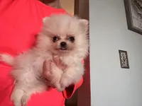 Timmy, a male Pomeranian for sale in Oakland, NE – 6 of 7