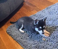 Mica, a female Alaskan Klee Kai for sale in Oakland, NE – 5 of 10