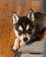 Micah, a male Alaskan Klee Kai for sale in Oakland, NE – 3 of 10