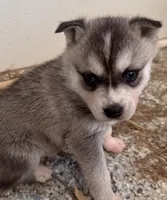 Lisa, a female Alaskan Klee Kai for sale in Oakland, NE – Photo 1 of 3