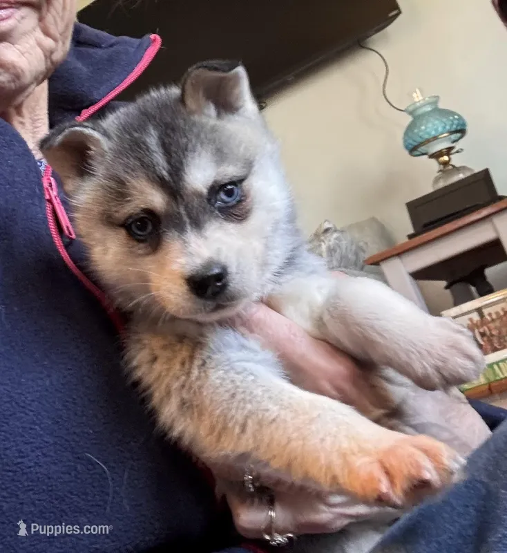 Lisa – Alaskan Klee Kai puppy for sale in Oakland, NE