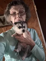 Lisa, a female Alaskan Klee Kai for sale in Oakland, NE – Photo 2 of 3