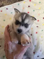 Lisa, a female Alaskan Klee Kai for sale in Oakland, NE – Photo 3 of 3