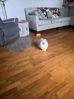 Gala AKC/pending, a female Pomeranian for sale in Oakland, NE – 7 of 7