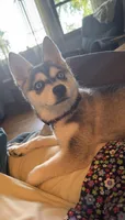Nebula (Nebbie) , a female Alaskan Klee Kai for sale in Oakland, NE – 3 of 10