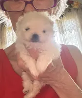 Frosty/AKC, a male Pomeranian for sale in Oakland, NE – 10 of 10