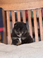 Prince, a male Pomeranian for sale in Oakland, NE – Photo 5 of 7