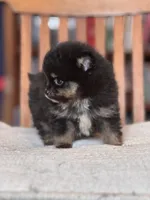 Prince, a male Pomeranian for sale in Oakland, NE – Photo 3 of 7