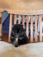 Prince, a male Pomeranian for sale in Oakland, NE – Photo 7 of 7