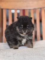 Prince, a male Pomeranian for sale in Oakland, NE – Photo 2 of 7