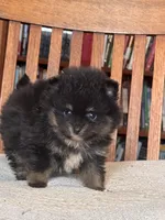 Prince, a male Pomeranian for sale in Oakland, NE – Photo 6 of 7