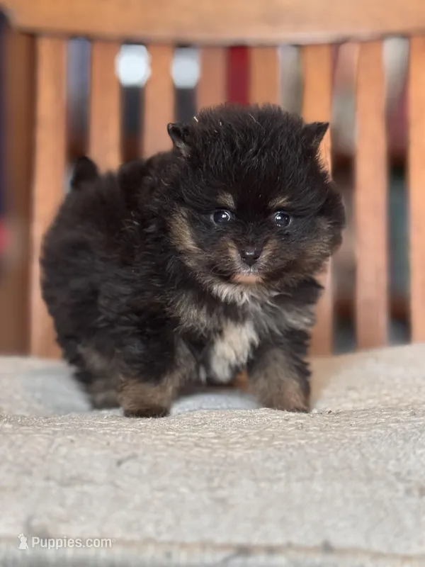 Prince – Pomeranian puppy for sale in Oakland, NE