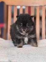 Prince, a male Pomeranian for sale in Oakland, NE – Photo 4 of 7