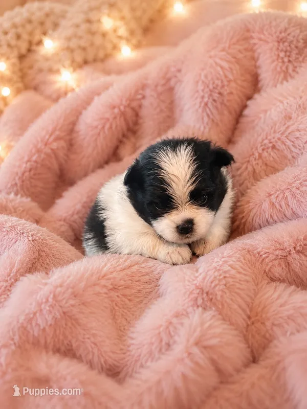 Patty/AKC – Pomeranian puppy for sale in Oakland, NE
