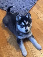 Max/pending, a male Alaskan Klee Kai for sale in Oakland, NE – Photo 6 of 7