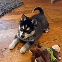 Max, a male Alaskan Klee Kai for sale in Oakland, NE – Photo 1 of 10