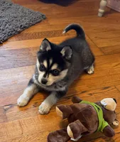 Max/pending, a male Alaskan Klee Kai for sale in Oakland, NE – Photo 1 of 7