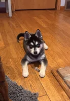 Max, a male Alaskan Klee Kai for sale in Oakland, NE – Photo 5 of 10