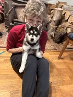 Max, a male Alaskan Klee Kai for sale in Oakland, NE – Photo 10 of 10