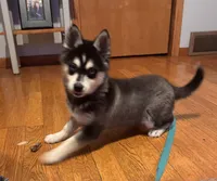 Max, a male Alaskan Klee Kai for sale in Oakland, NE – Photo 6 of 10