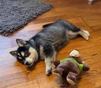 Max/pending, a male Alaskan Klee Kai for sale in Oakland, NE – Photo 3 of 7