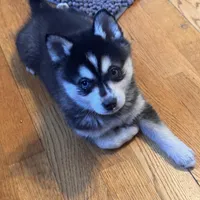 Max, a male Alaskan Klee Kai for sale in Oakland, NE – Photo 3 of 10