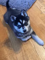 Max/pending, a male Alaskan Klee Kai for sale in Oakland, NE – Photo 5 of 7