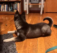 Max, a male Alaskan Klee Kai for sale in Oakland, NE – Photo 8 of 10